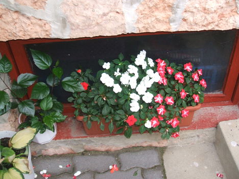 PISTIKE