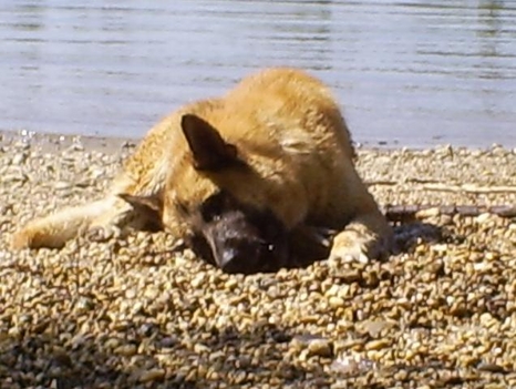 rex relax 