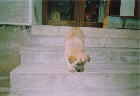 rex támad