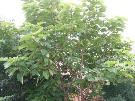 SZIVARFA
