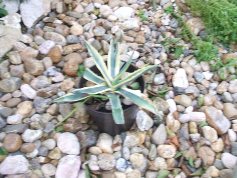 SZÚRÓS