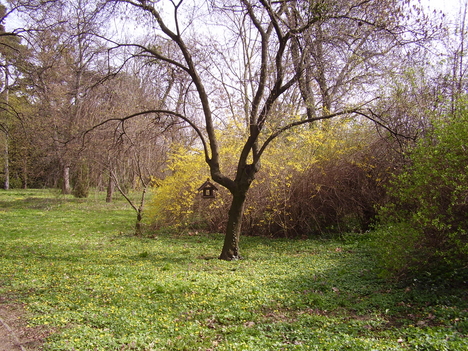 tavaszi arborétum