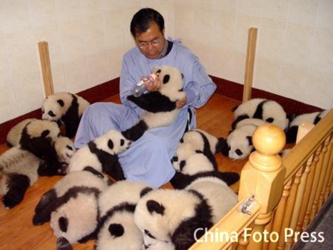 Panda ovóda 2