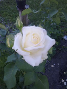 Rózsát a rózsának 2