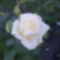 Rózsát a rózsának 2