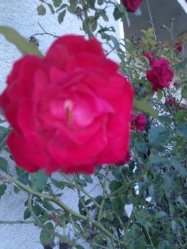 Rózsát a rózsának 4