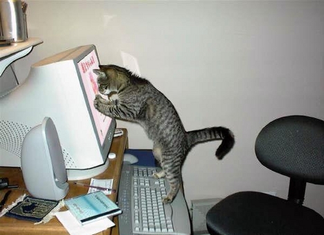 számítógépes cica