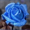 szép kék rózsa