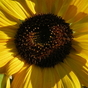 1125377_2843_card