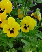 1171151_2521_profile