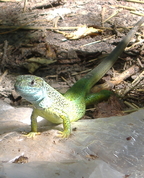 1001511_7420_profile