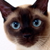 1215702_7447_tiny