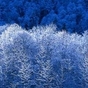 _4516282459_card