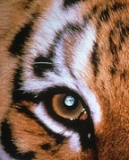 1236359_4166_profile