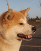 1267071_5036_profile