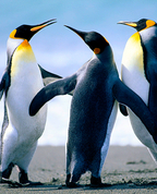 1208918_4822_profile