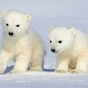 1301000_8926_card