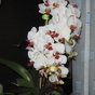 1323809_4103_card