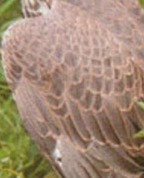 132113_58258_profile