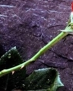 1348419_9126_profile