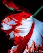 1340364_3896_profile