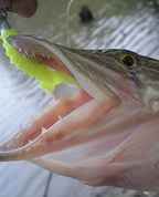 1354672_9117_profile