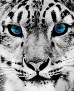 1003312_5013_profile