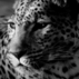 1427334_1524_tiny