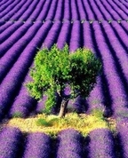 1449160_4058_profile