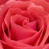 1457491_2519_tiny