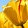 1461310_3066_mini