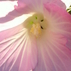 1492698_1766_tiny
