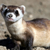 149662_87921_tiny