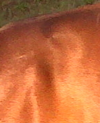 1004953_1992_profile