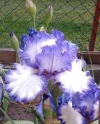 1507151_8271_profile