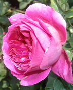 1589992_2899_profile