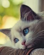 1592100_7219_profile