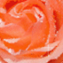 150519_26218_tiny