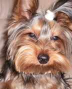 1062204_9882_profile