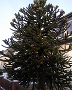 1605601_1191_profile