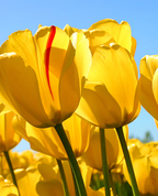 1650307_8619_profile