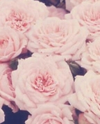 1681382_1159_profile