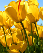 1698347_7067_profile