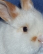 1600453_3704_profile