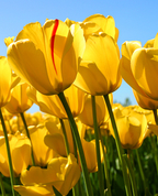 1756086_7280_profile