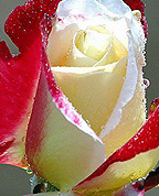 1767920_4993_profile