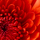1771634_1580_mini