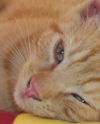 1078294_8415_profile