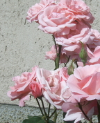 178721_30493_profile