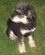 1813385_4459_profile